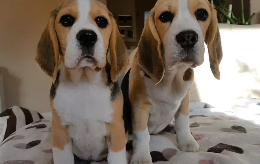 Beagle hodowla z rodowodem - najważniejsze zasady wyboru psa rasowego