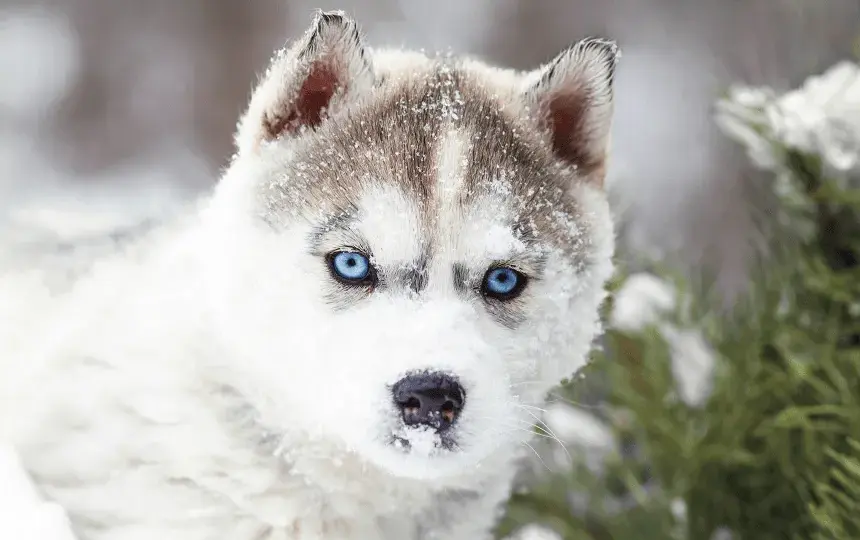 Psy jak husky: małe rasy, które zachwycają wyglądem i charakterem