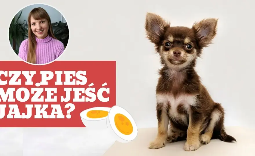 Czy pies może jeść jajka? Korzyści, zagrożenia i bezpieczne sposoby podawania