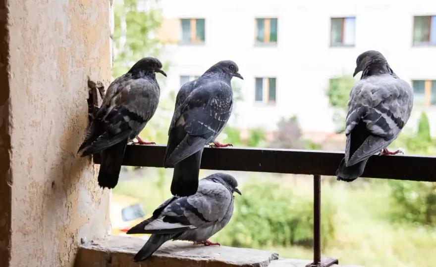 Sposoby na gołębie – jak skutecznie odstraszyć ptaki z naszego otoczenia?