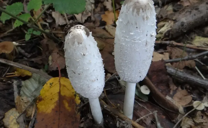 Coprinus - poznaj właściwości zdrowotne i kulinarne czernidłaka kołpakowatego