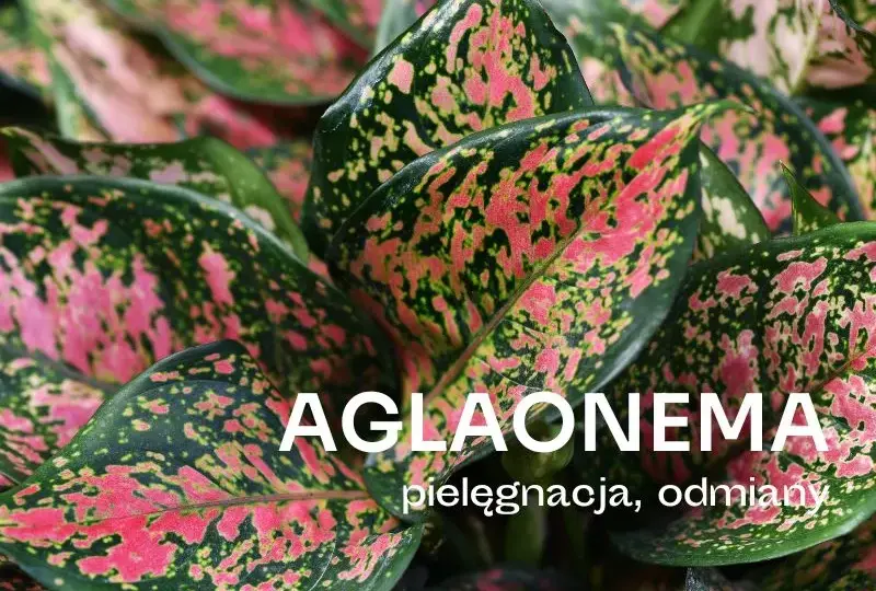 Czy aglaonema kwitnie w domu? Rzadkie kwiaty i ich pielęgnacja