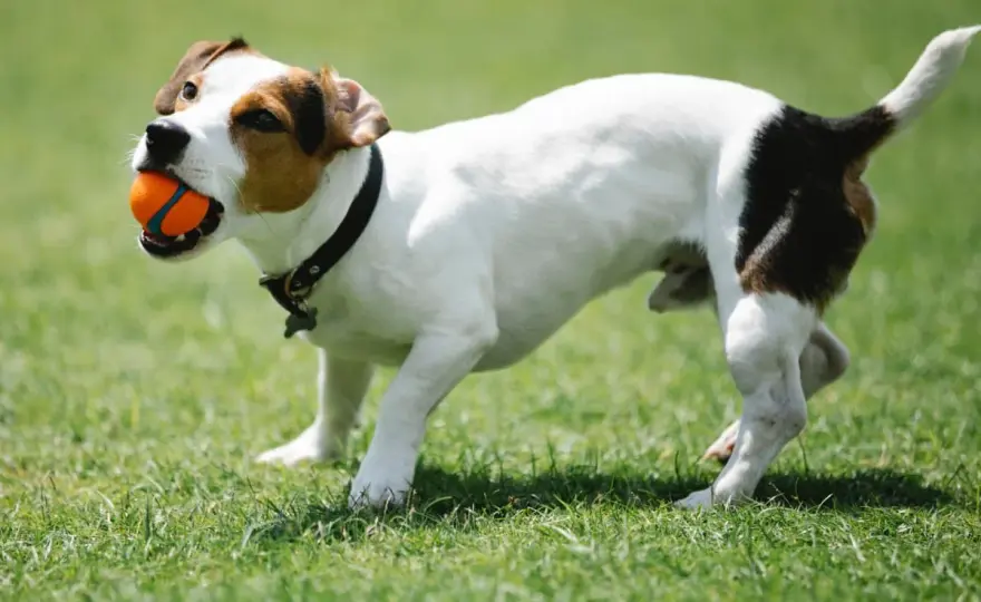 Jak wytresować jack russell terriera - 5 skutecznych metod tresury