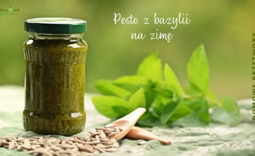 Jak zrobić pesto z bazylii na zimę - prosta receptura na zapas