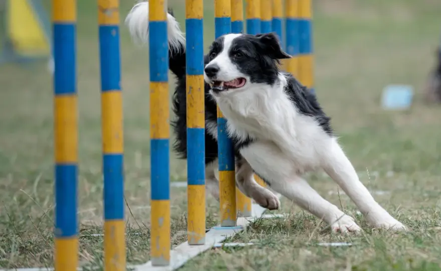 Klasa agility 0: kompletny poradnik dla psich sportowców na start