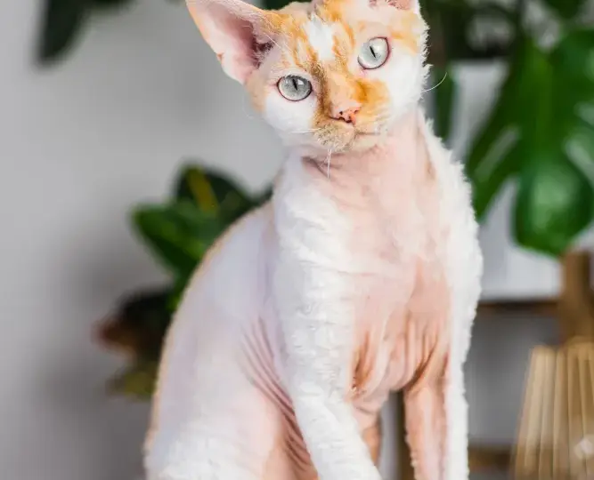 Hodowla Devon Rex w Szczecinie – znajdź idealnego kociaka dla siebie