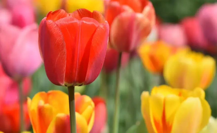 Jak dbać o tulipany w ogrodzie, by cieszyć się pięknymi kwiatami każdej wiosny