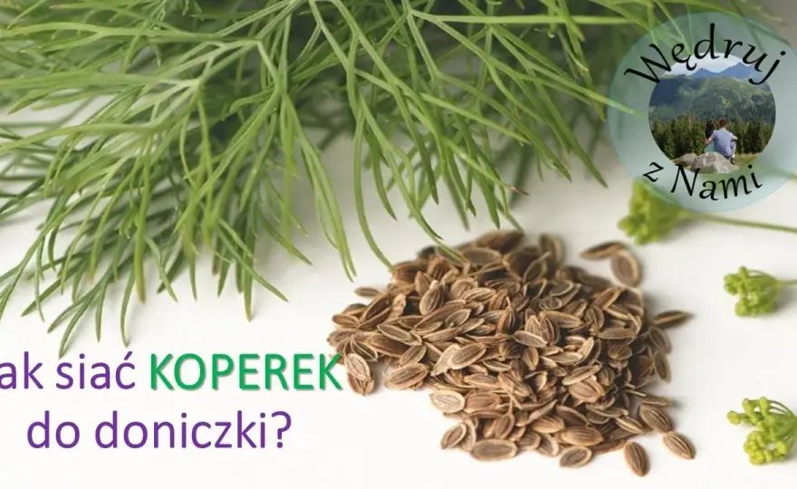 Jak siać koperek w doniczce - proste sposoby na udaną uprawę