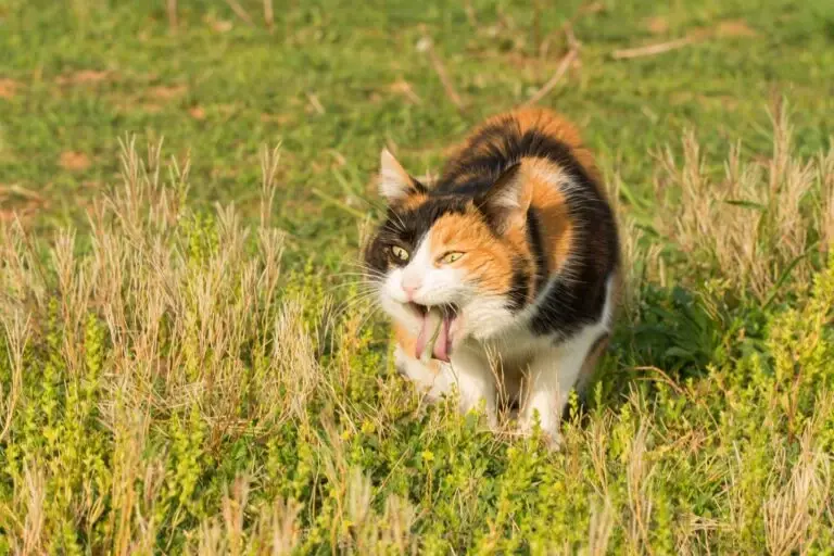 Dlaczego kot wymiotuje? Możliwe przyczyny i sposoby łagodzenia