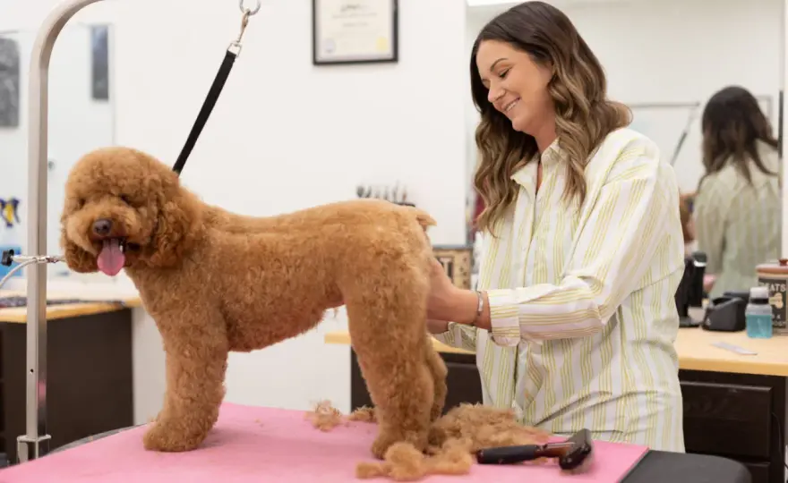 Caniche rapado - ¿Riesgos o solución? Guía de cuidado esencial