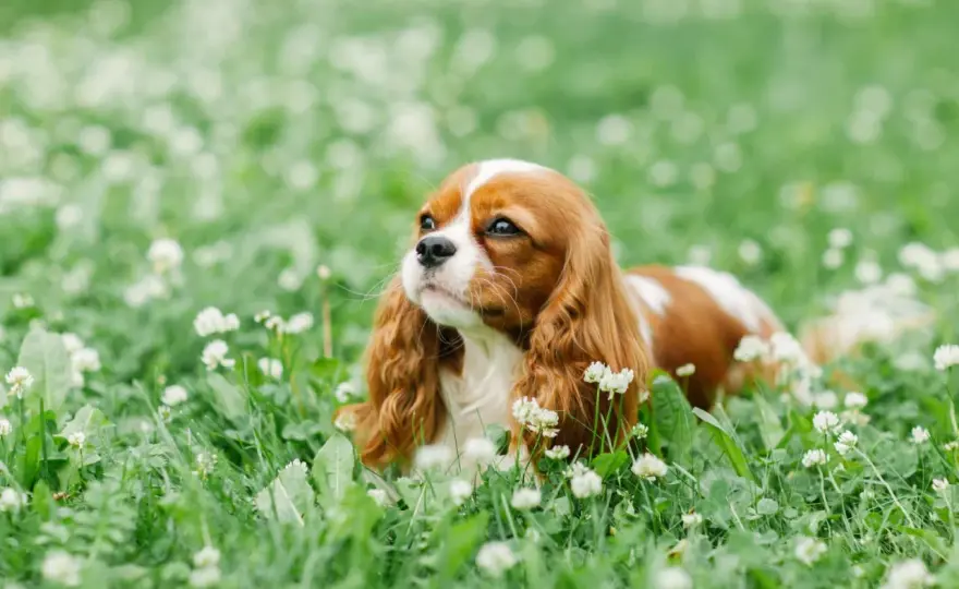 Cavalier King Charles - Santé : Vrai suivi, vraie sérénité