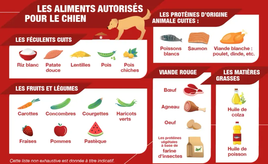 Chien diabétique - Ration maison équilibrée et stable