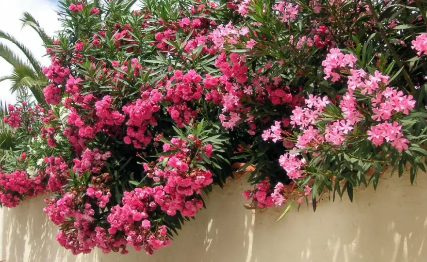 Arbustes méditerranéens pour un jardin sec : lesquels choisir ?