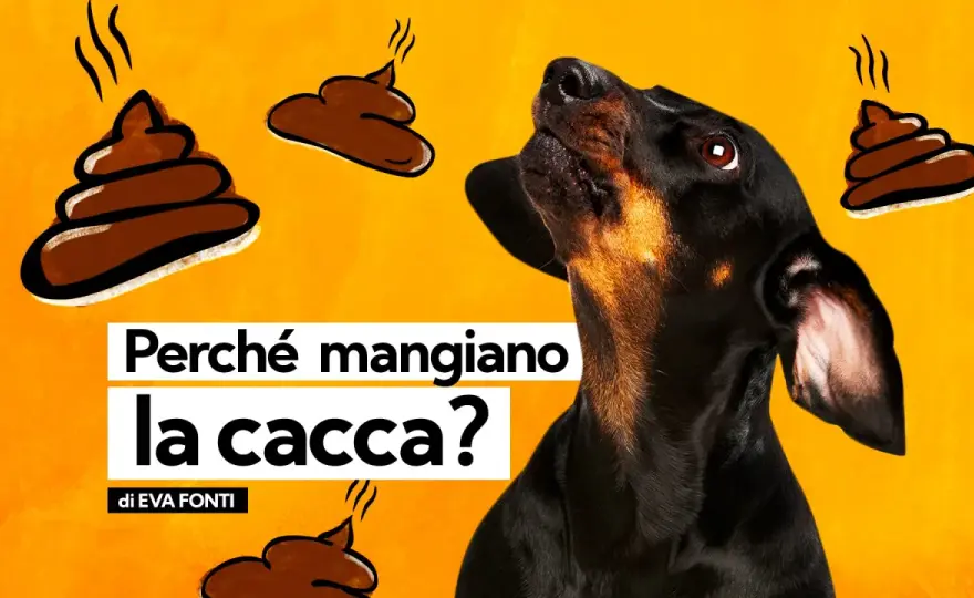 Cane non fa la cacca - Quando preoccuparsi e cosa fare