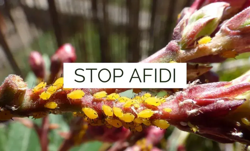 Afidi chiari - Riconoscere, eliminare e prevenire il ritorno