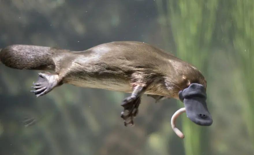 El ornitorrinco: ¿mamífero, ave o reptil?