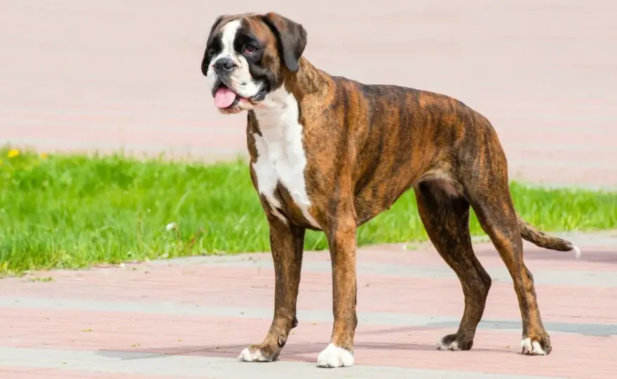 Der Boxer - Wesen, Haltung und Pflege im Überblick