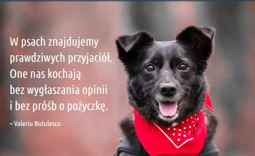 Cytaty o psach - Wybierz idealne sentencje na każdą okazję!