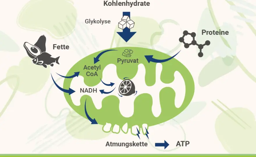 ATP erklärt - wie Ernährung, Schlaf und Bewegung Zellenergie prägen