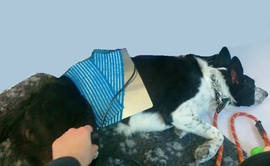 Costo crociato cane - Guida completa all'intervento e recupero