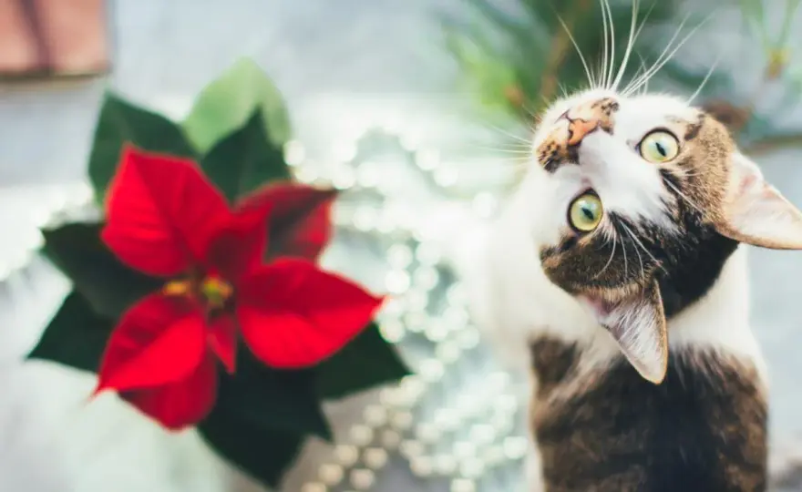 Flor de Pascua y gatos - ¿Es realmente peligrosa?