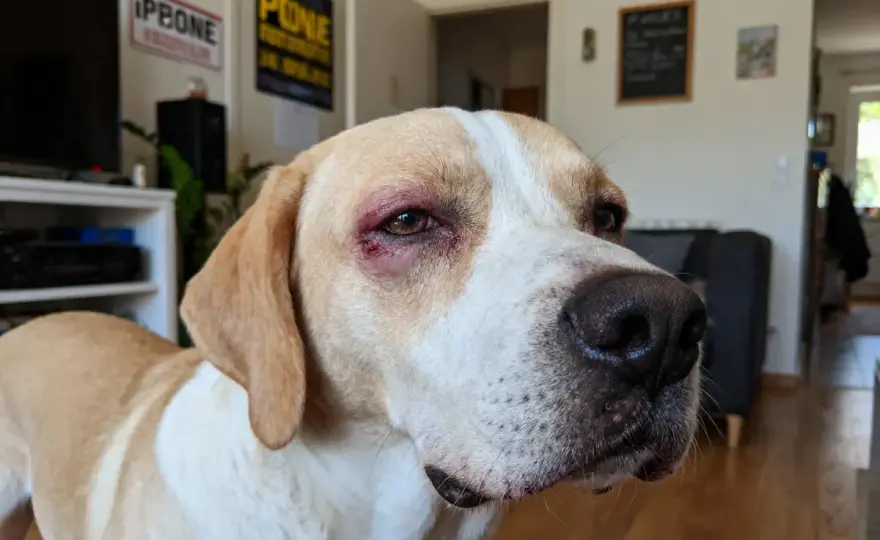 Chien - Museau gonflé - Quand l'urgence s'impose ?