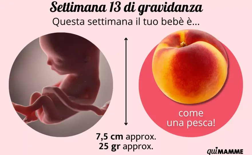 13ª settimana di gravidanza - sintomi, esami e sviluppo del feto