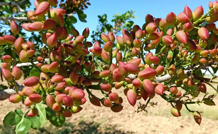 Pistacje w Polsce - Czy uprawa ma sens? Sprawdź!