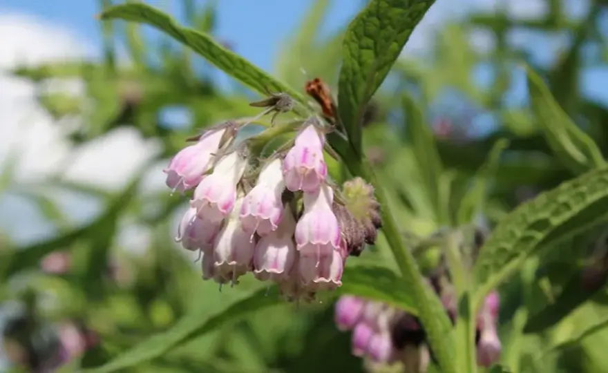 Symphytum officinale w homeopatii: jak skutecznie leczyć bóle stawów