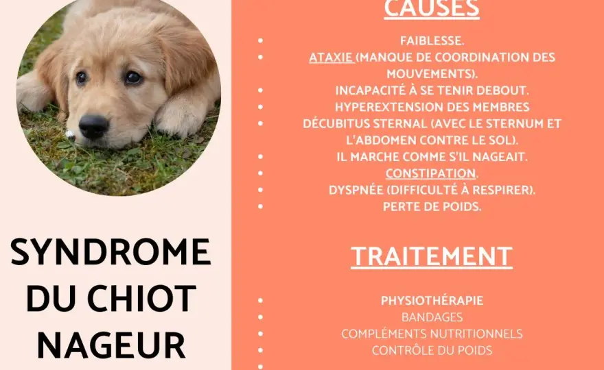 Chienne s'éloigne des chiots - Causes et solutions d'urgence