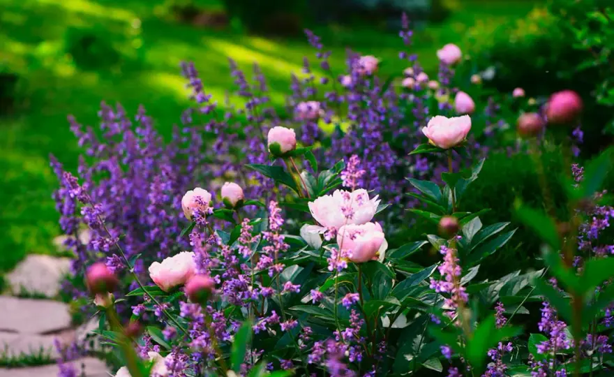 Solälskande perenner - Bygg en rabatt som blommar hela säsongen