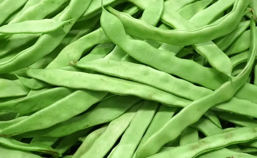 Bohnen-Saison in Deutschland - Frische erkennen, richtig kochen