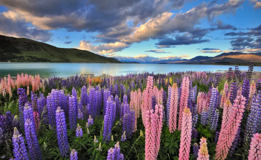 Neuseeland im November - Ist der Frühling schon Sommer?