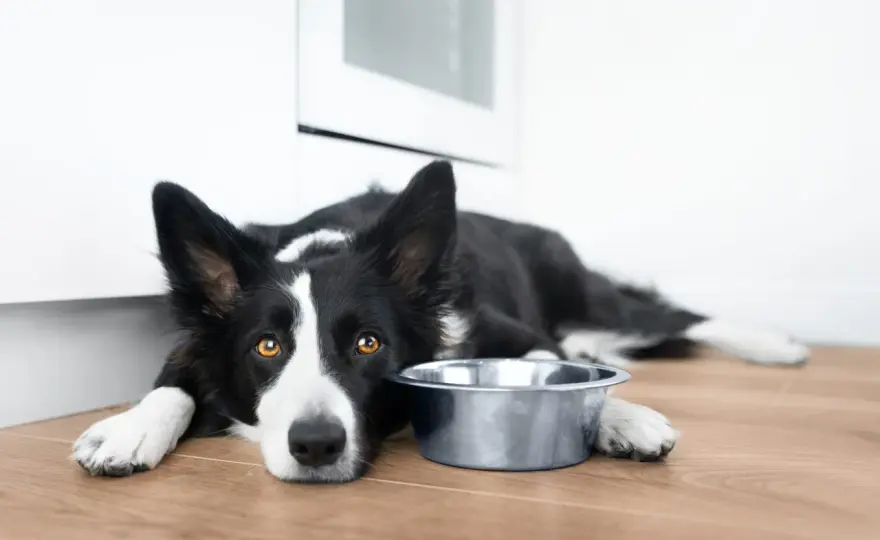 Czarny border collie - charakter, pielęgnacja i zdrowie