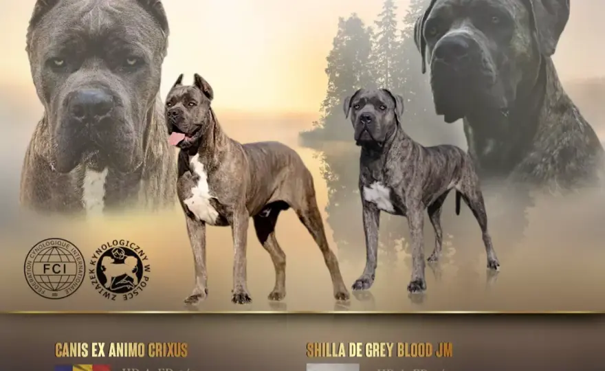 Najlepsze hodowle Cane Corso FCI w Polsce - kryteria wyboru i standardy