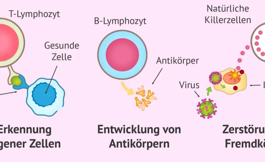 Dendritische Zellen einfach erklärt - ihre Rolle im Immunsystem