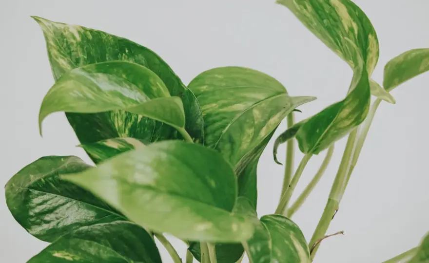 Gullranka med gula blad? Så räddar du den