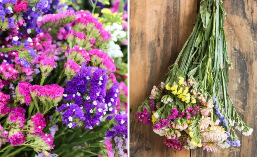 Kwitnienie limonium - kiedy i jak o nie dbać?