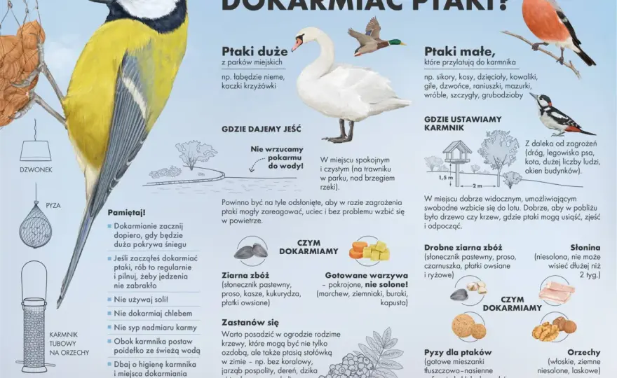 Gdzie są gołębie zimą - Sekret przetrwania i mądre dokarmianie