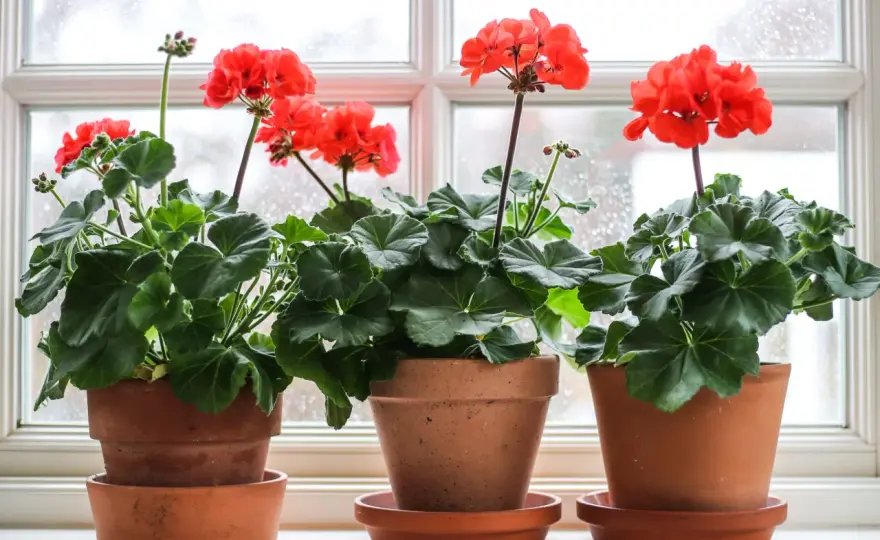 Pelargoner - Välj rätt sort & få frodig blomning varje år