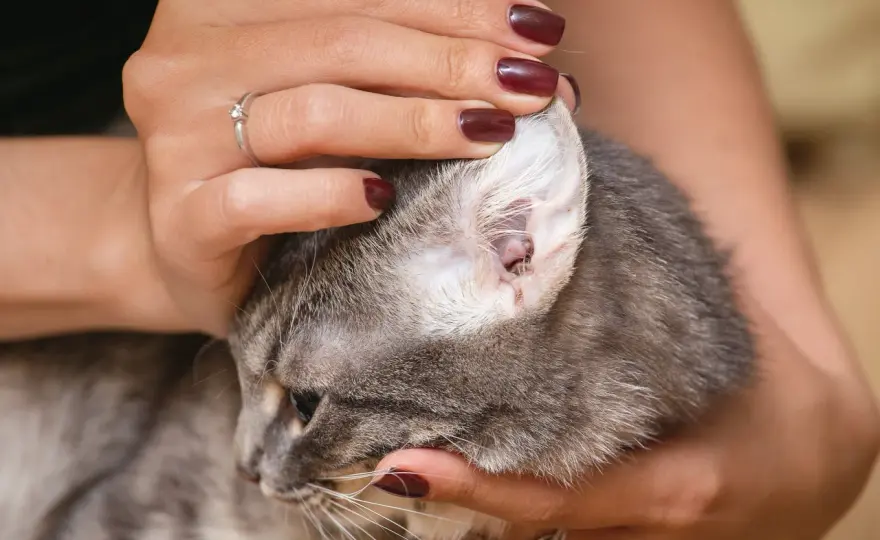 Ohrmilben bei Katzen behandeln: Die besten Medikamente und Tipps