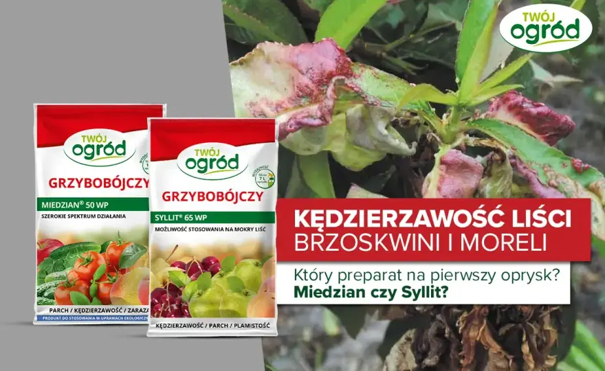 Sylit: oprysk na parch, kędzierzawość? Użyj go mądrze!