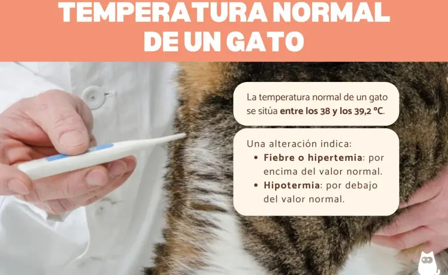 Temperatura normal de un gato - ¿Cuándo preocuparse?