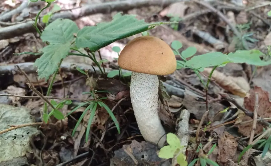 Koźlarz - Jak rozpoznać, zbierać i nie pomylić z goryczakiem?