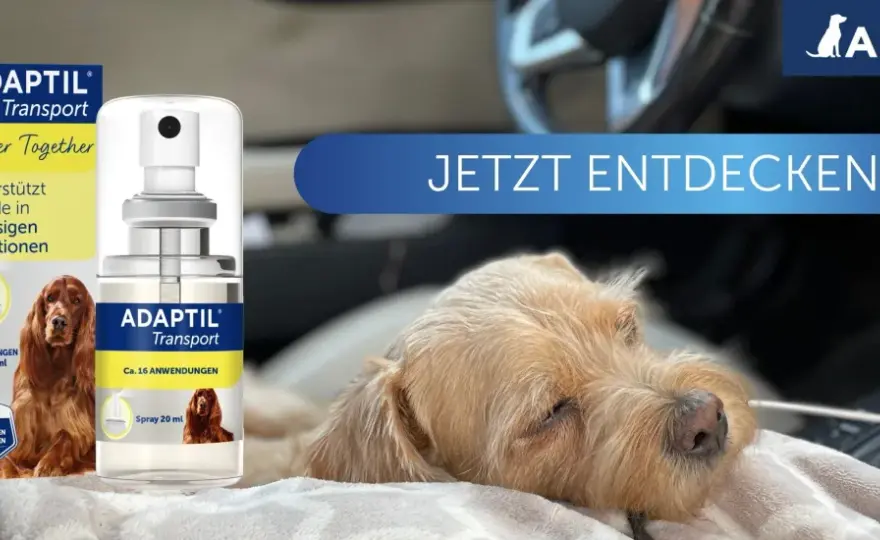 Reiseübelkeit beim Hund - was vor der Fahrt wirklich hilft