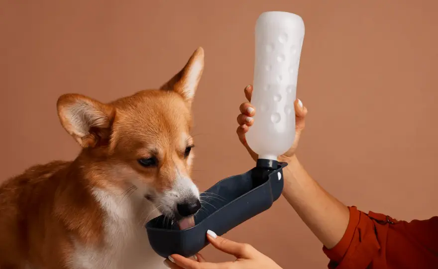 Chien qui maigrit et boit beaucoup - Que faire ?