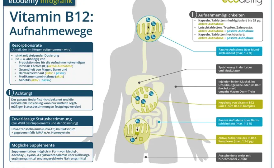 Wichtige Informationen zur Vitamin B12 Ergänzung für Ihre Gesundheit