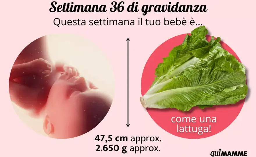 36 settimane di gravidanza - Cosa aspettarsi e come prepararsi