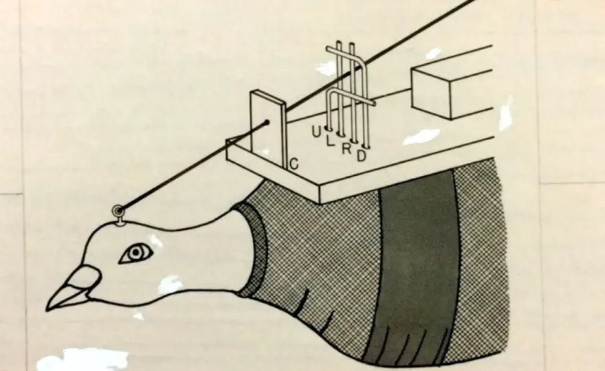 Zizi de pigeon - Anatomie et stérilisation expliquées