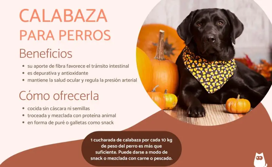 Calabaza para perros - ¿Es buena? Guía completa